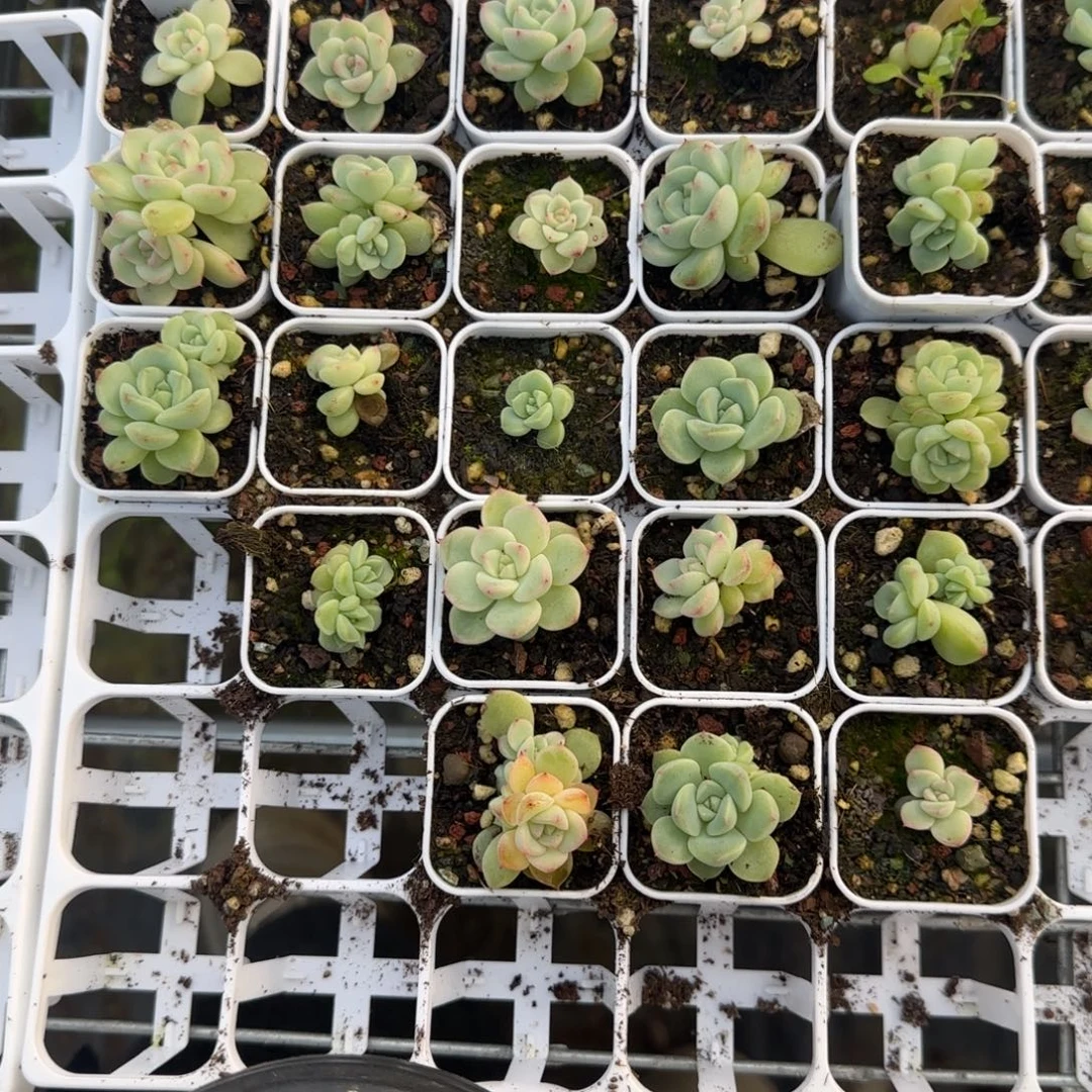 193 盆4个2床满25包邮