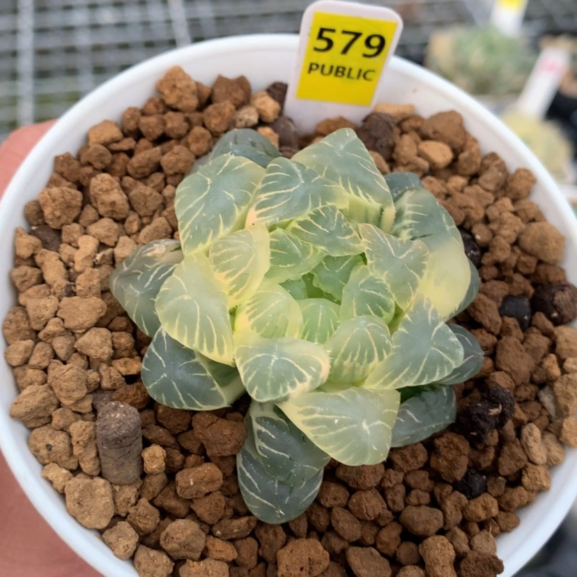 【闪购商品】579湖水玉露