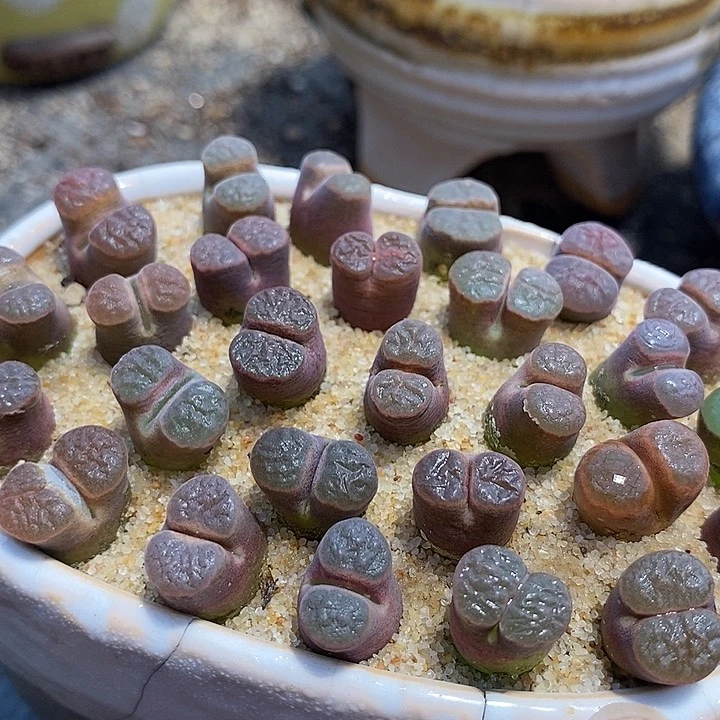 雪花磁铁风铃一颗