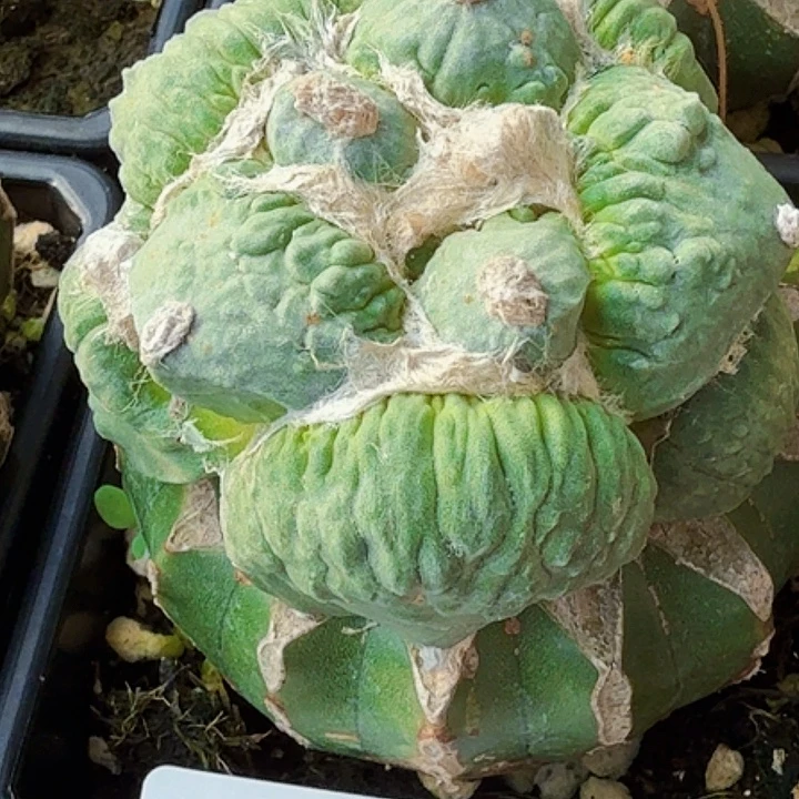 无花朵苗接大尤怒涛172