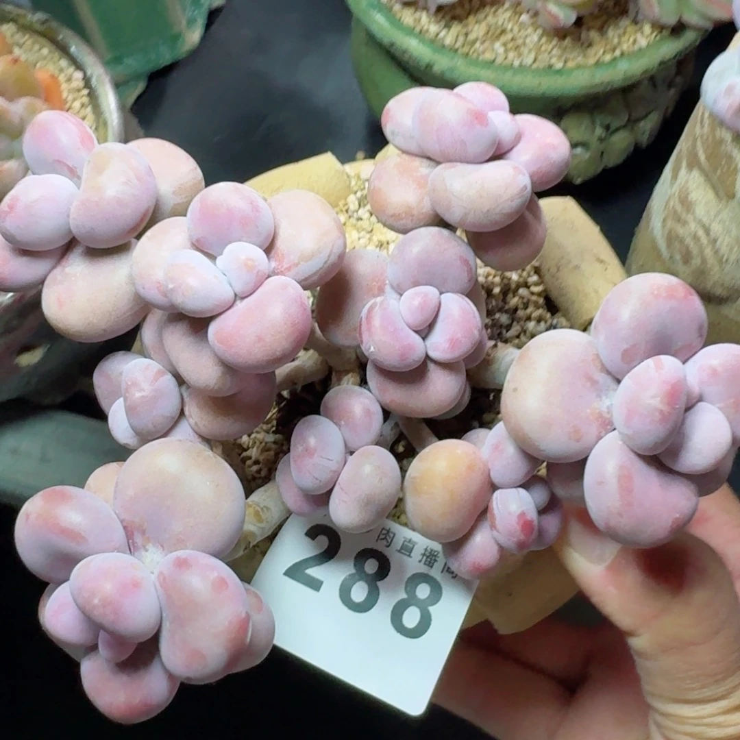 腰子蛋          摇身一变高富帅，一夜暴富动作快