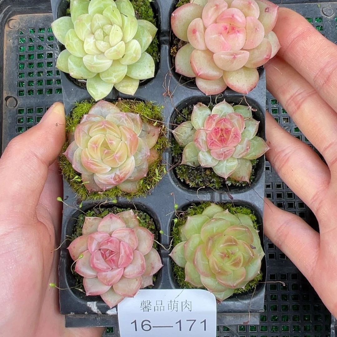 精品多肉一物一拍16-171