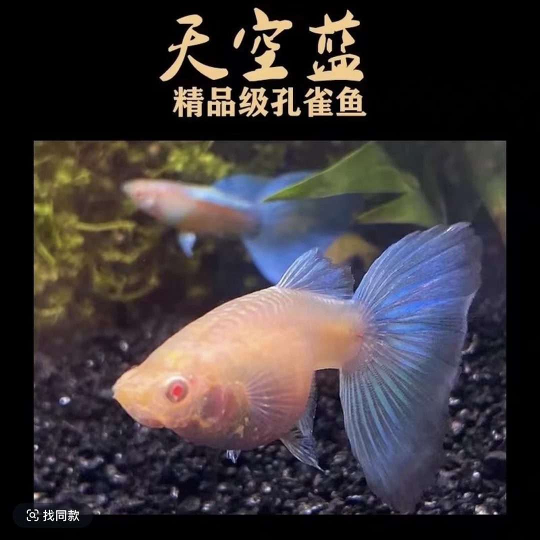 天空蓝孔雀鱼带肚孕母小型热带观赏鱼适合新手好养耐活