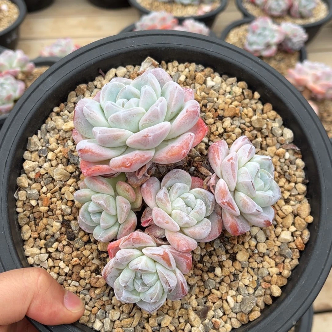 老桩冰玉一物一拍