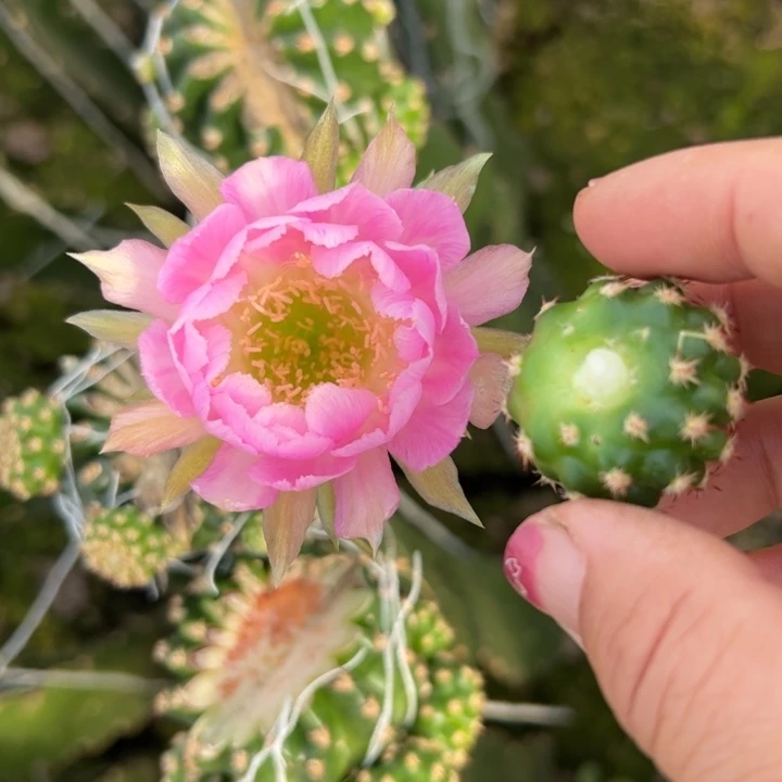 5丽花135歪无根侧芽3公分左右20包邮