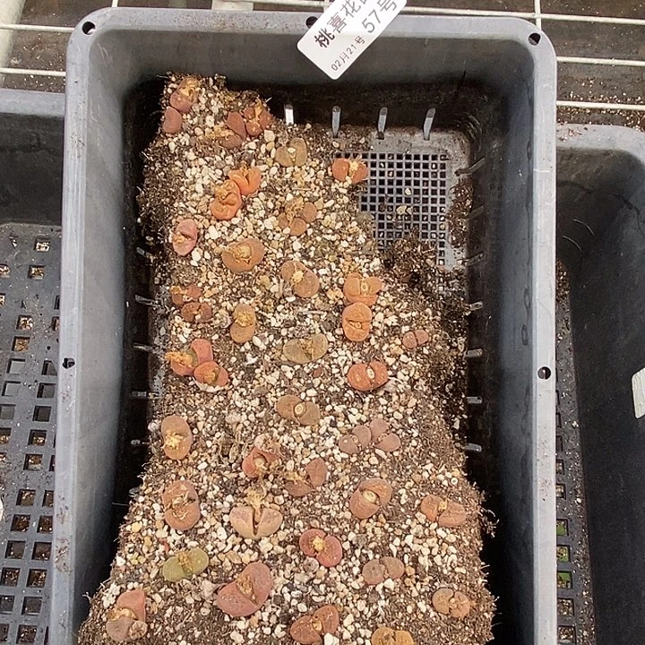 桃喜花园0221-57风铃