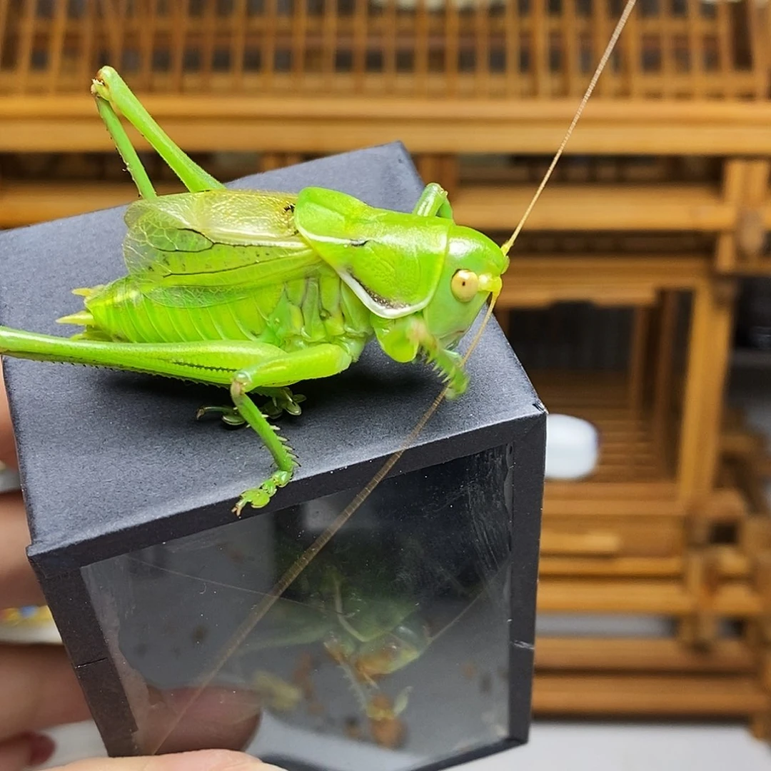 绿蝈蝈哈哈哈哈哈哈哈