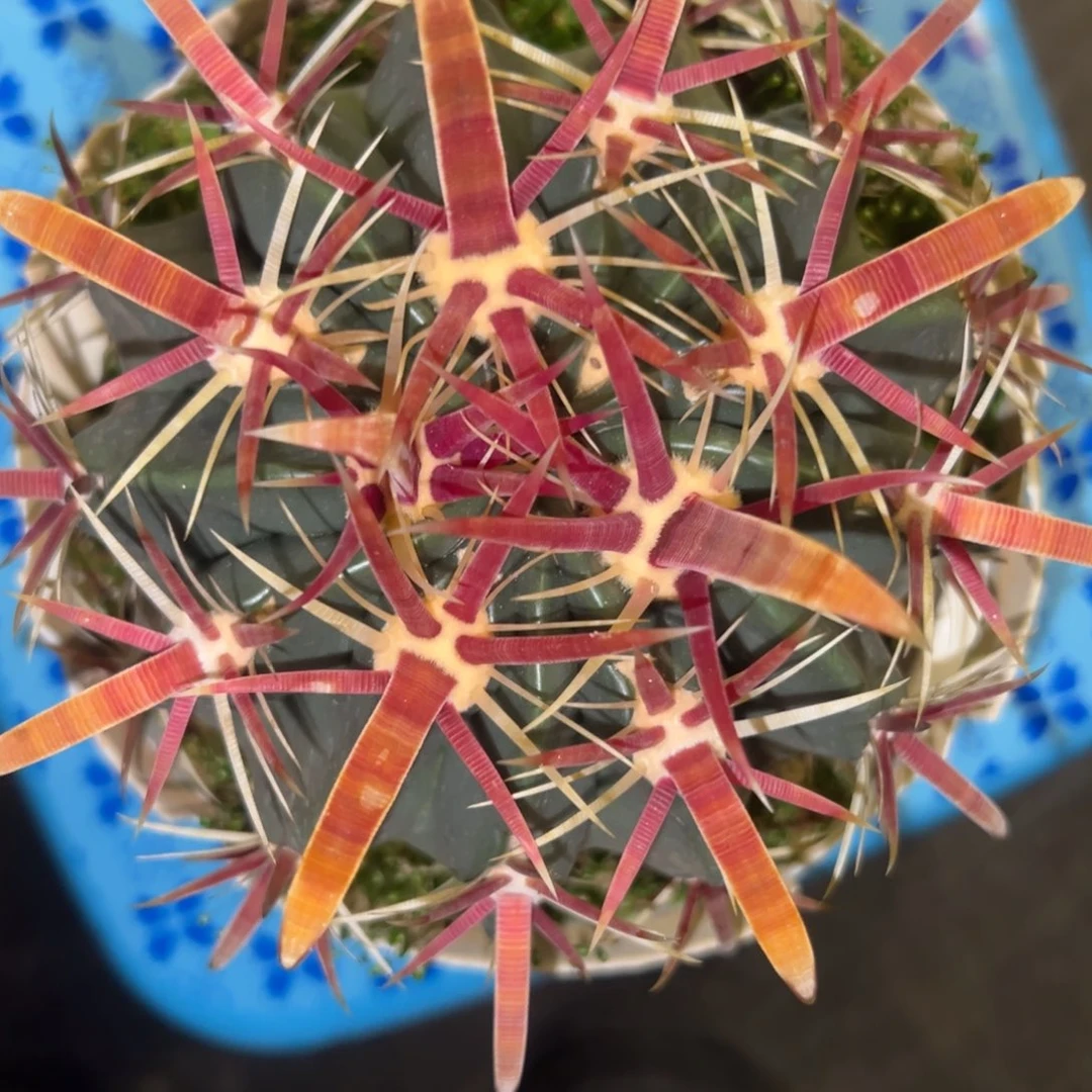 阿*球仙人球一物一拍