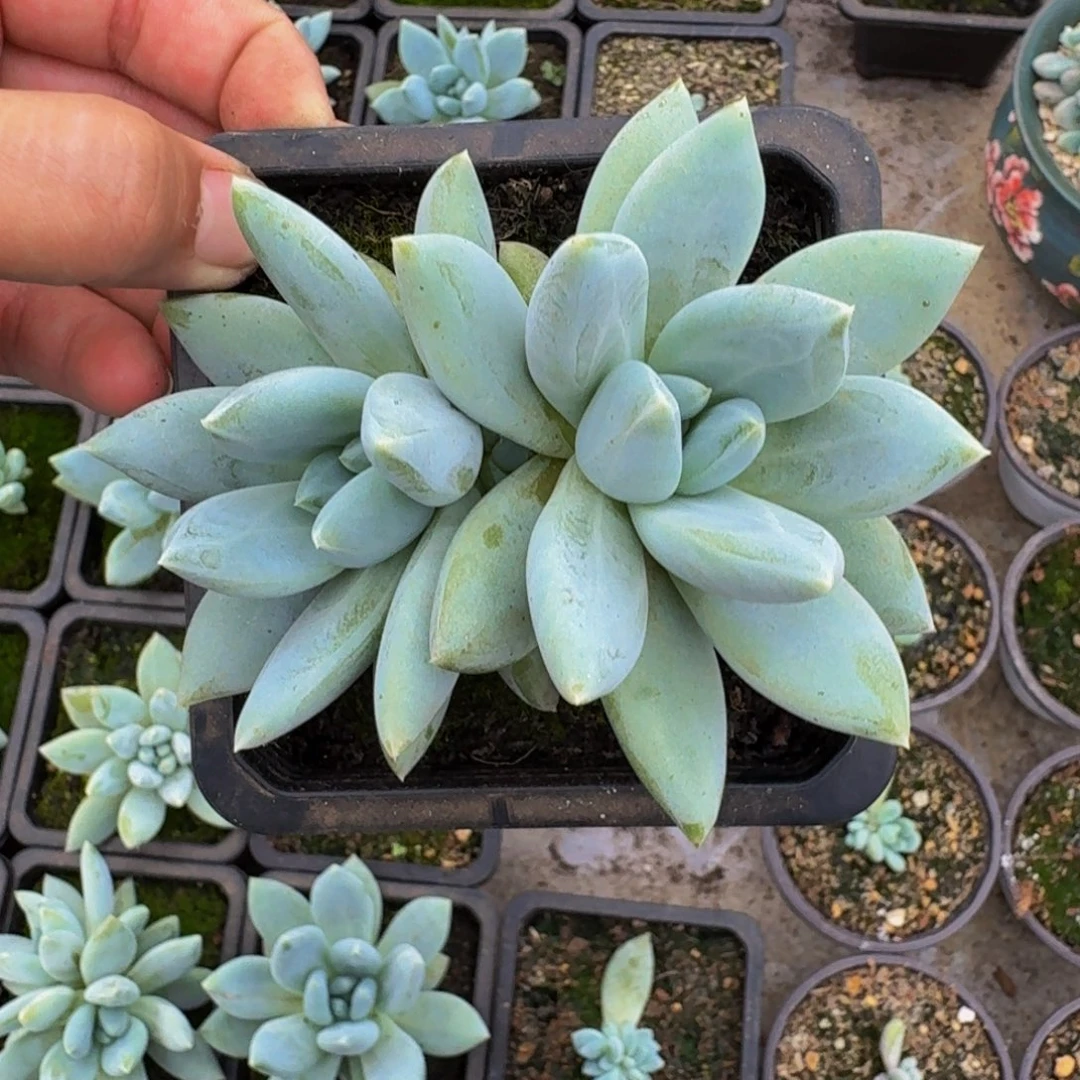 伊丽莎白 双头  一物一拍