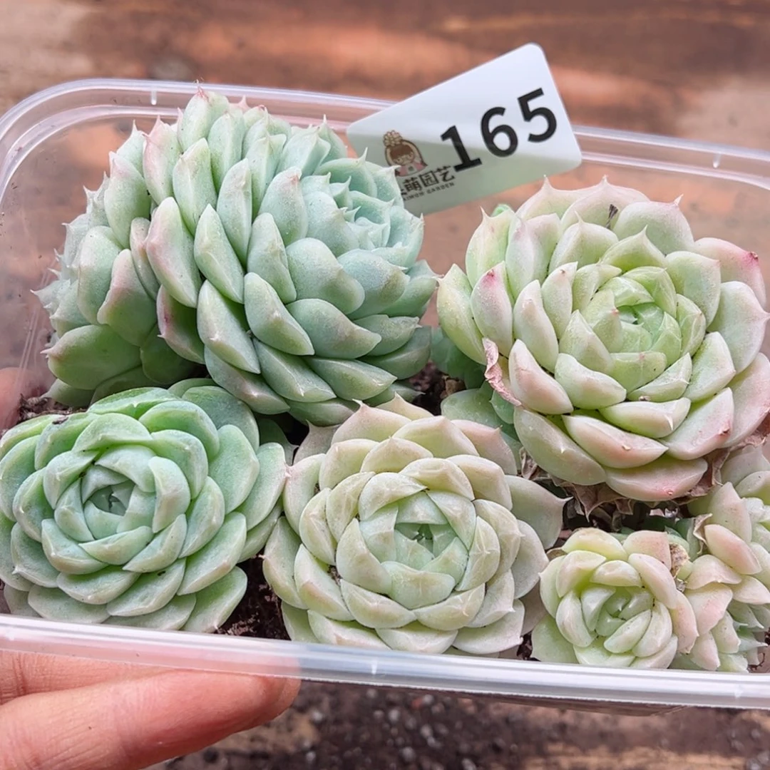 碳****丫多肉植物多肉植物