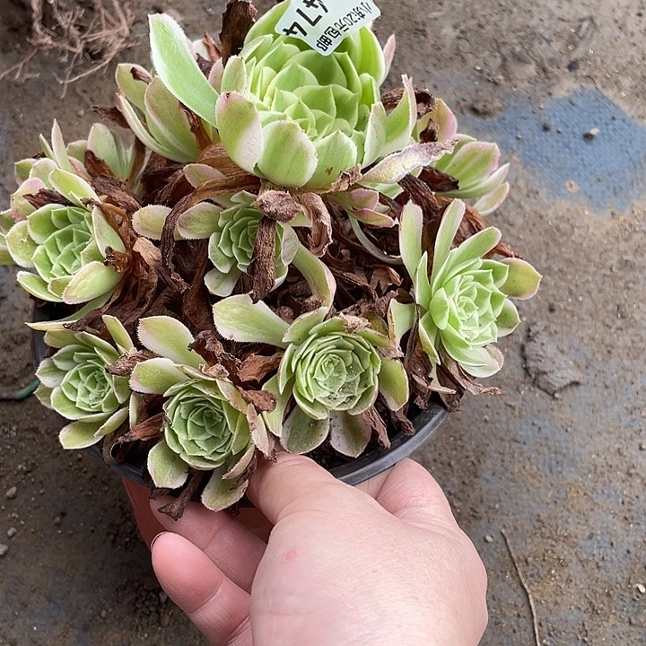 474海王多肉植物法师