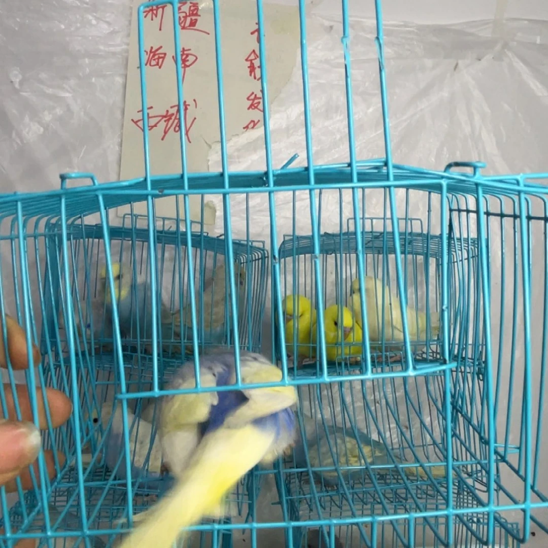 虎皮鹦鹉可爱小鹦鹉