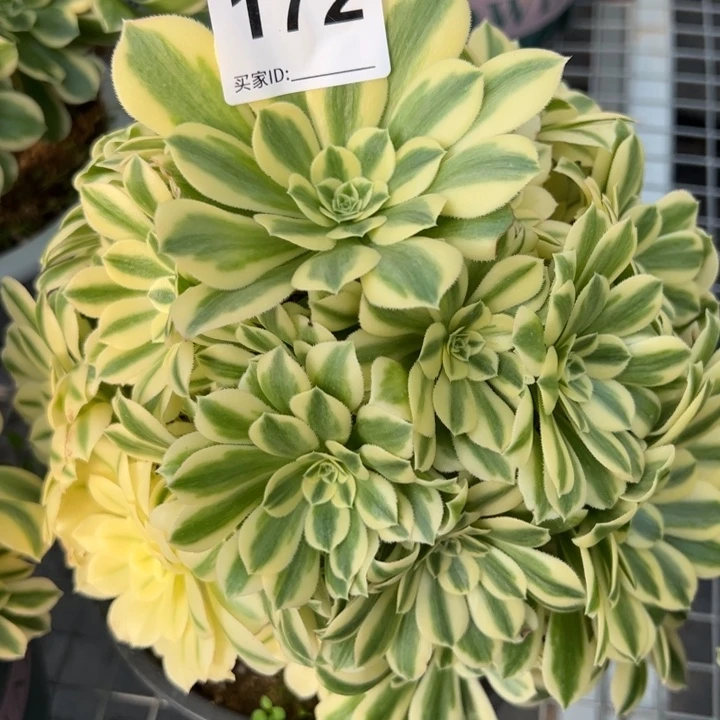 172迈巴赫25厘米左右