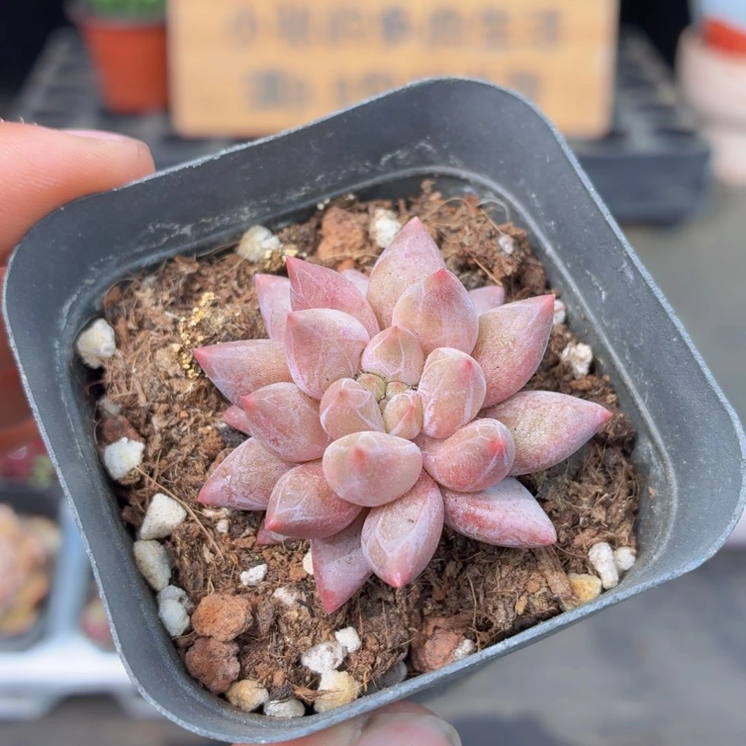 红蜻蜓多肉9.9包邮发货