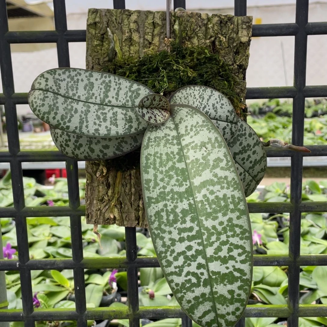 当前无花栽培后可以开花