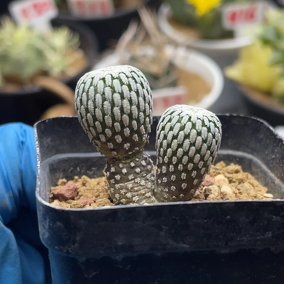 实生双头精巧殿仙人球