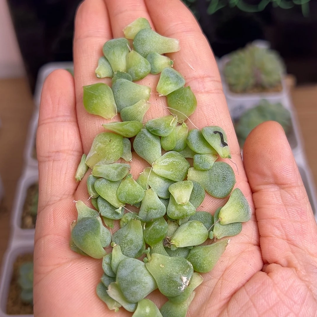 一手叶子 福利出出出