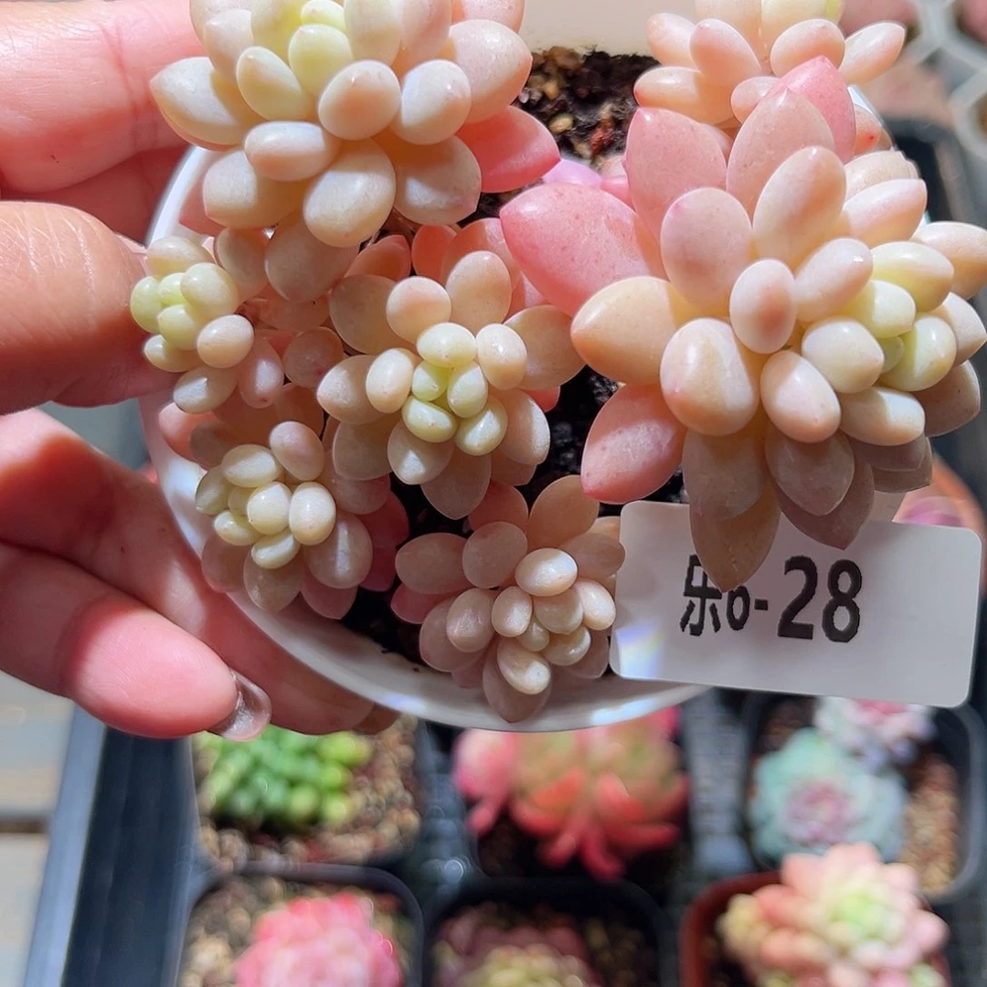 乐23-28 洛可可群不包整