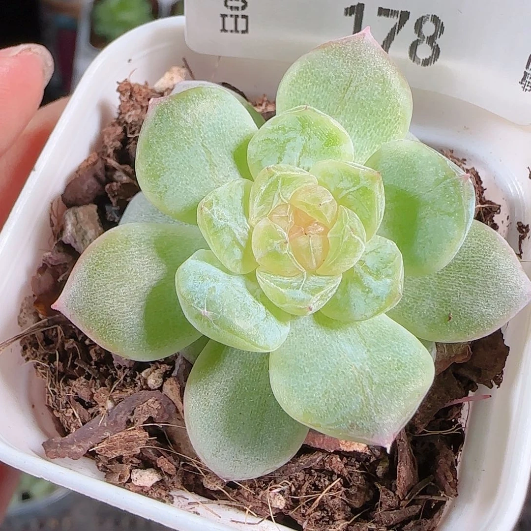 0930---178若梦一物一拍