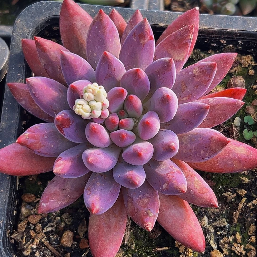 桔云多肉美人精品系列