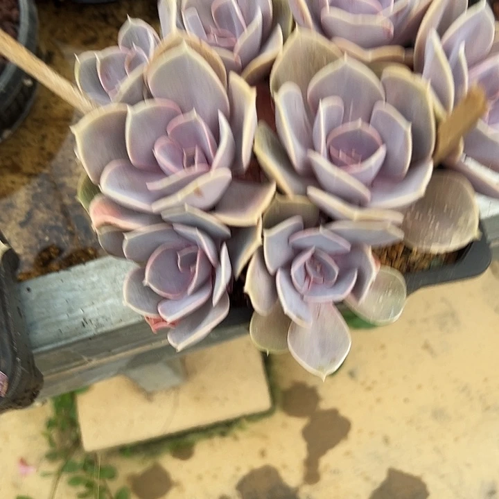 芳***菲紫珍珠一物一拍0088