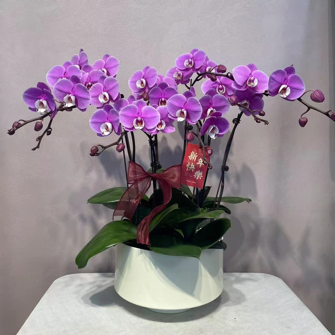 《粉安娜》精品蝴蝶兰 紫色鲜花 室内高端花卉 送礼首选