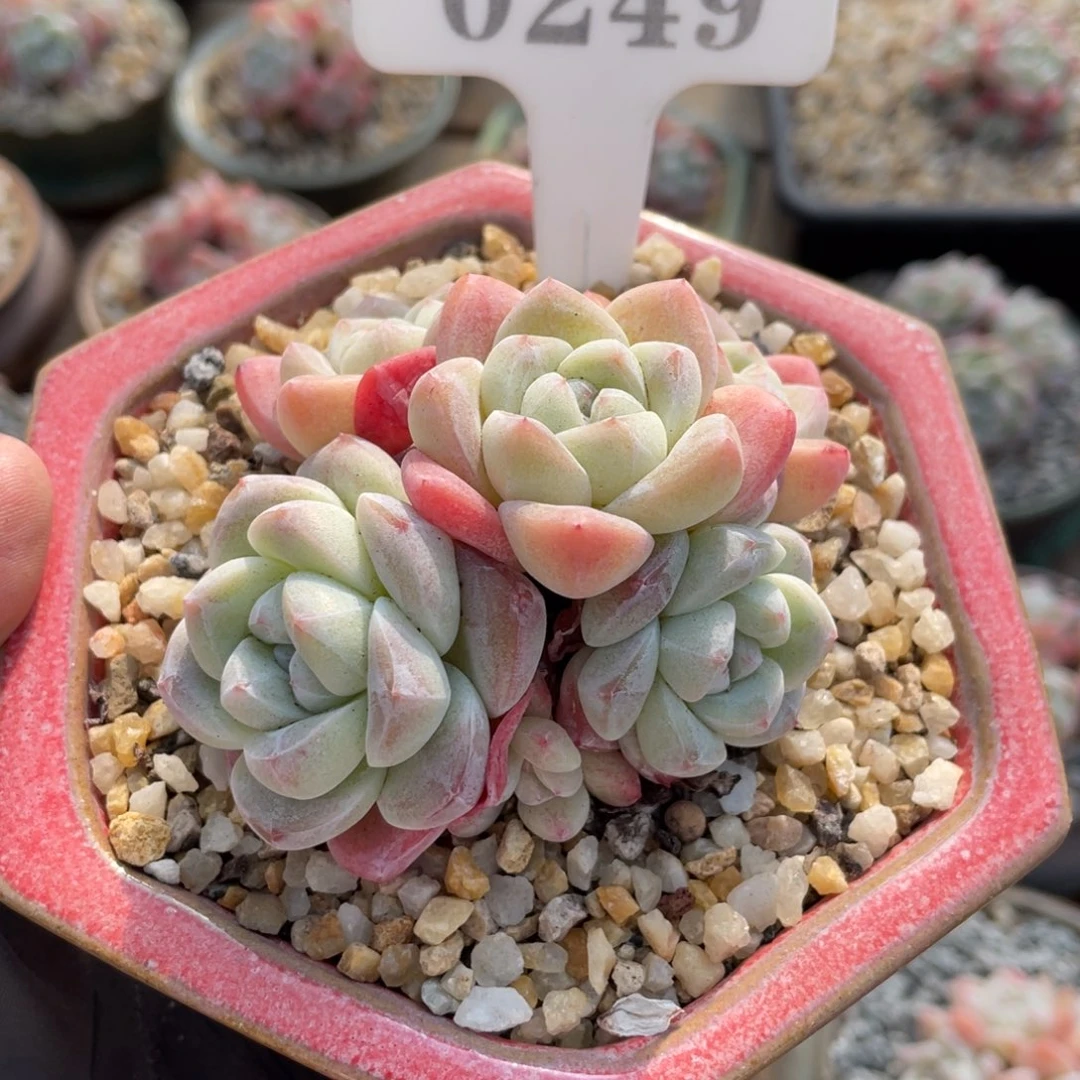 王***木0249 冰玉群 8厘米 不带盆