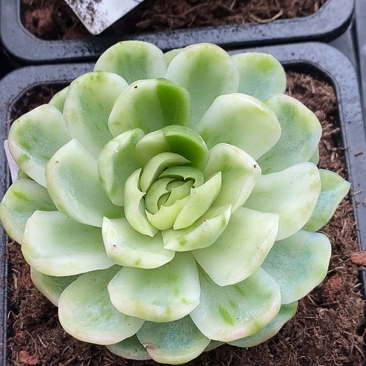 贝瑞锦大单头多肉植物多肉