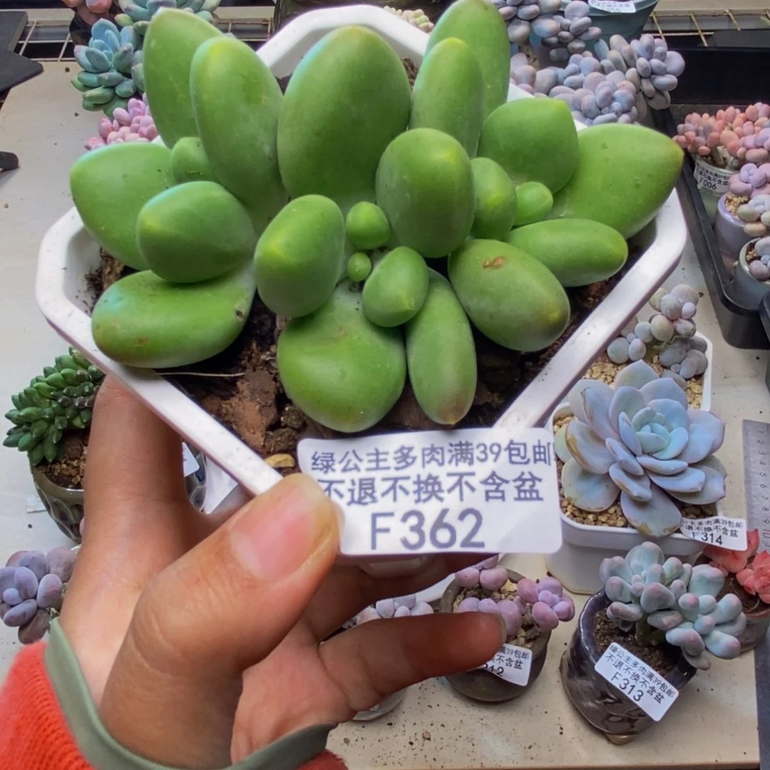 362kk奶芒果奶多肉7c m