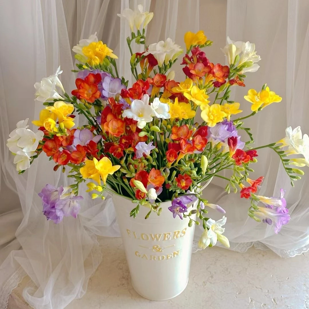 （香雪兰）小苍兰飘香四溢净化空气餐桌办公室鲜花花卉顺丰包邮