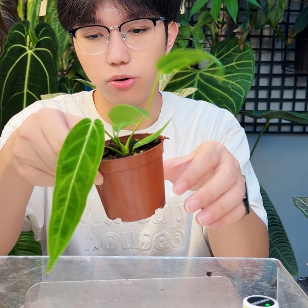 不开花植物D114 火鹤后