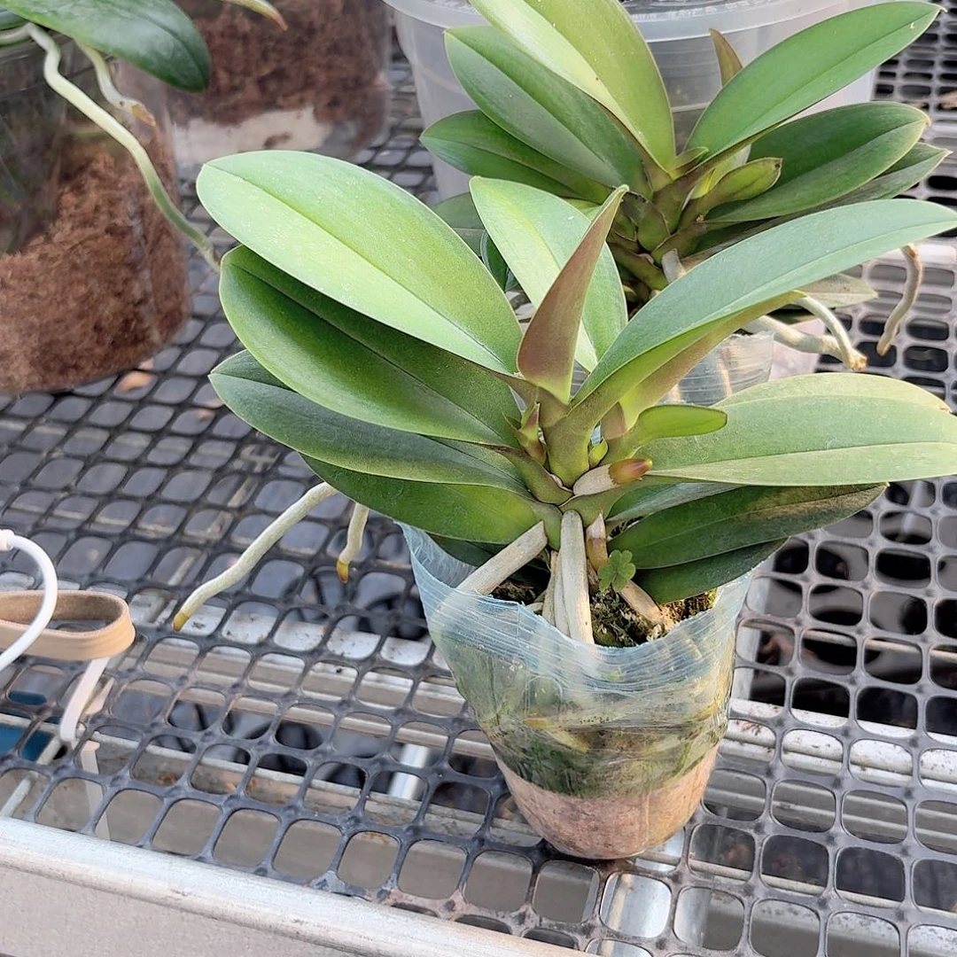 无花朵小叶新品巴掌叶1颗