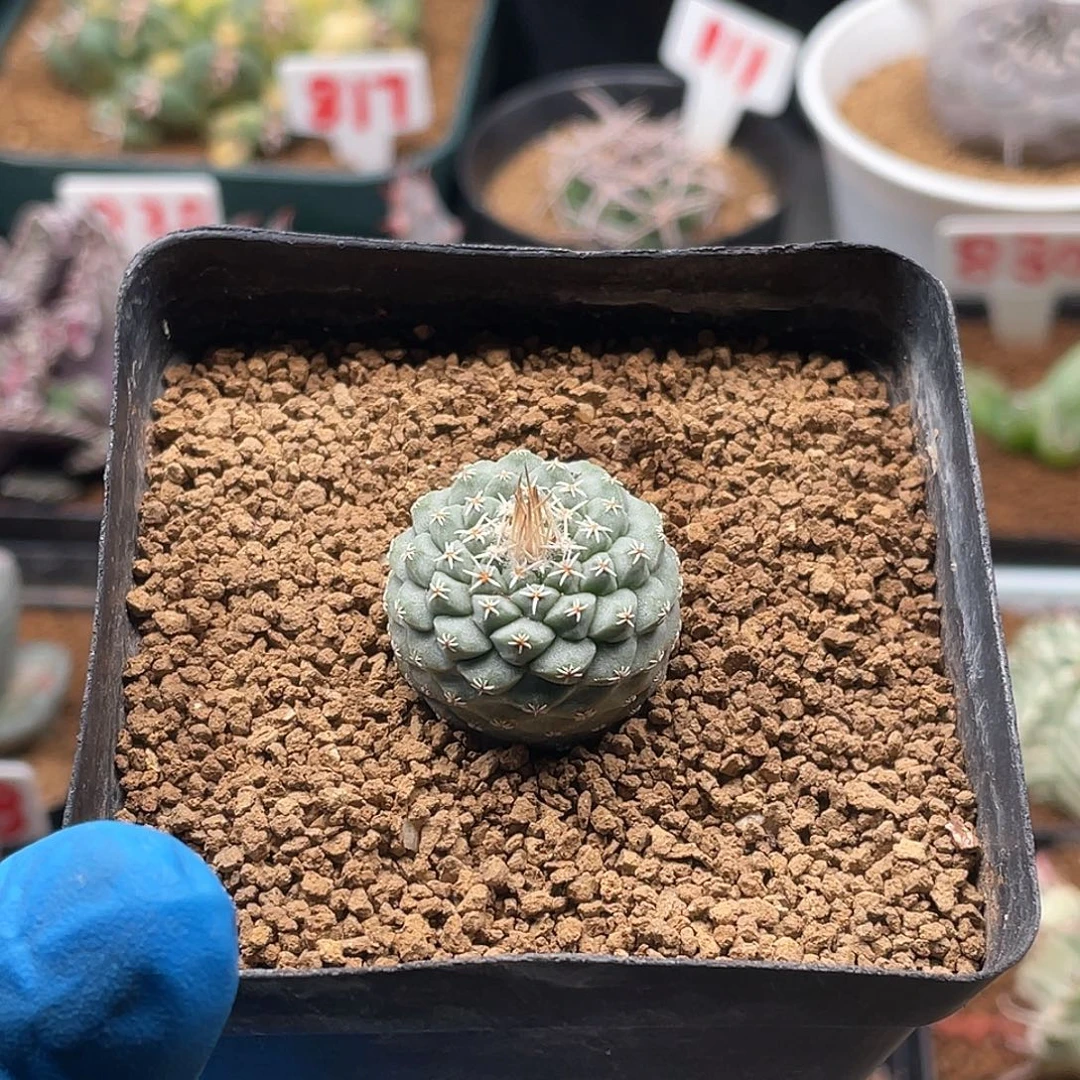 实生菊水仙人球多肉