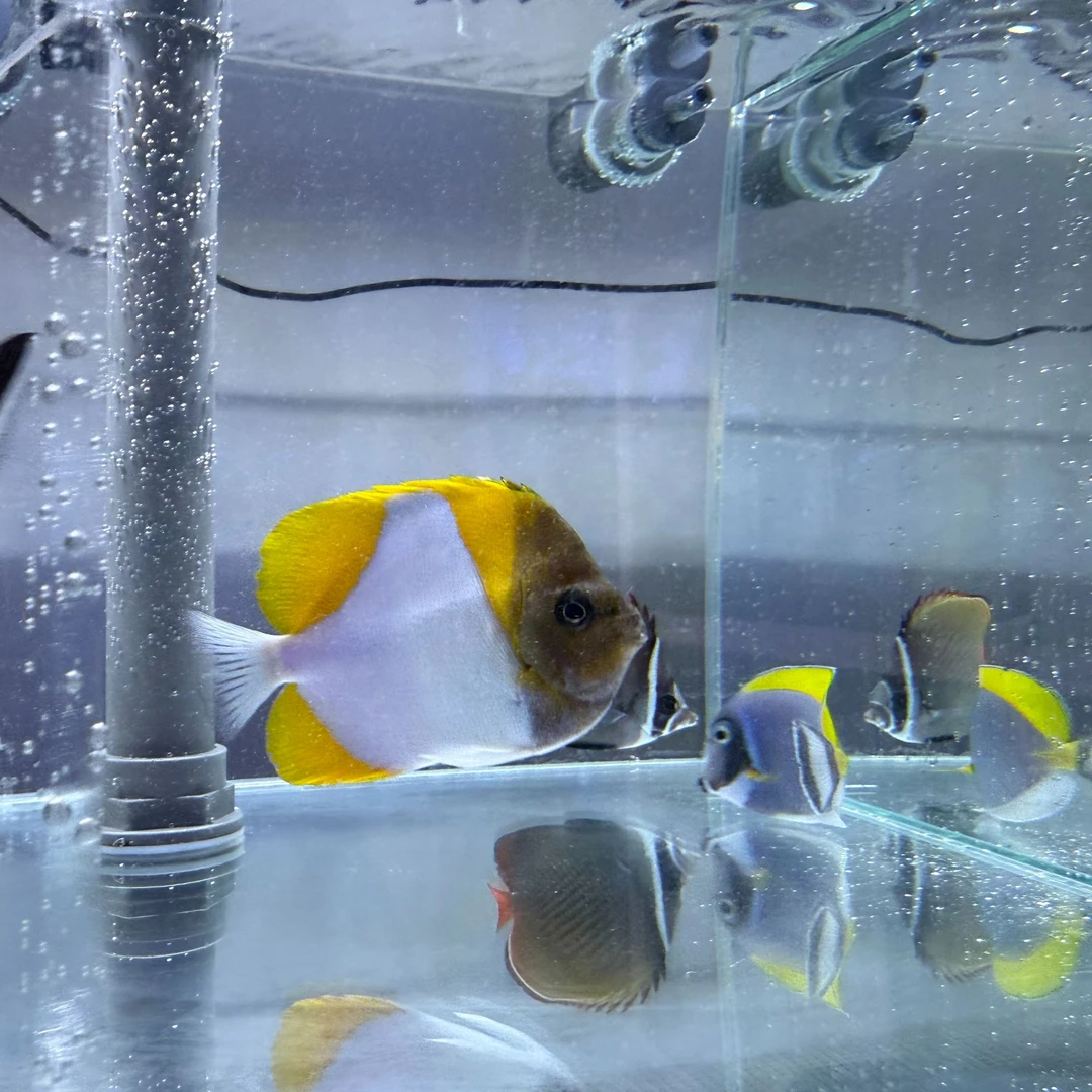 海水鱼黄霞蝶 海鱼开口秒颗粒 已检疫养定 不包含运费及包装费