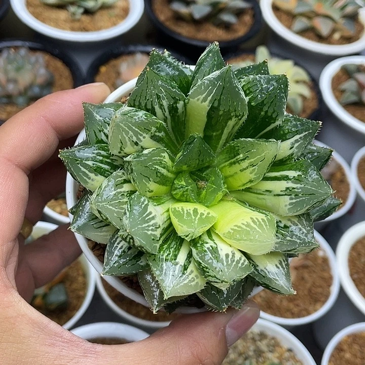 宝莲灯玉露锦十二卷多肉