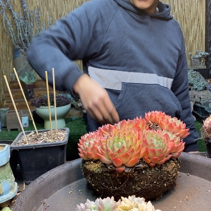 H****499号淡雪多肉植物