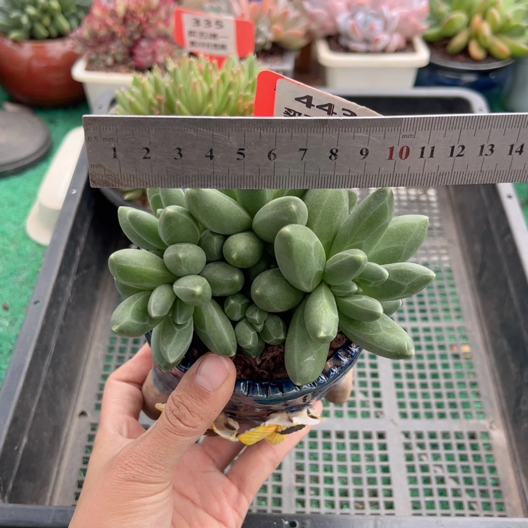 表妹精品多肉植物443.