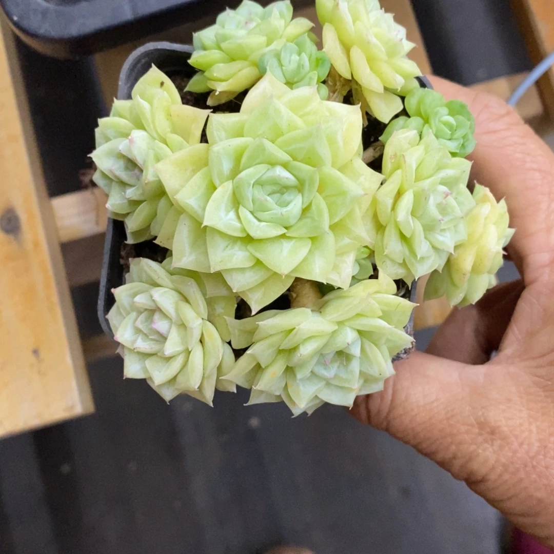 精品多肉一物一拍不包整212