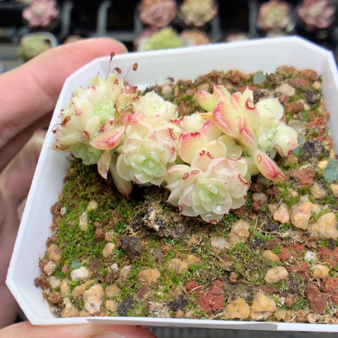 C84y y y y y yy y