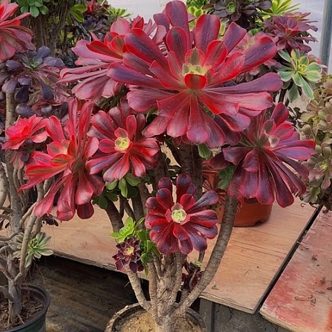 法师嫁接一物一拍33