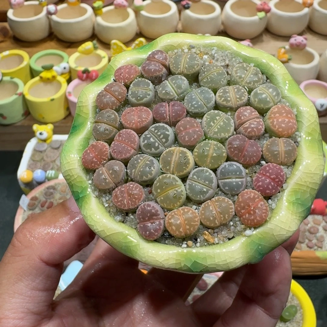 一***一蘑菇1338橄榄彩拼