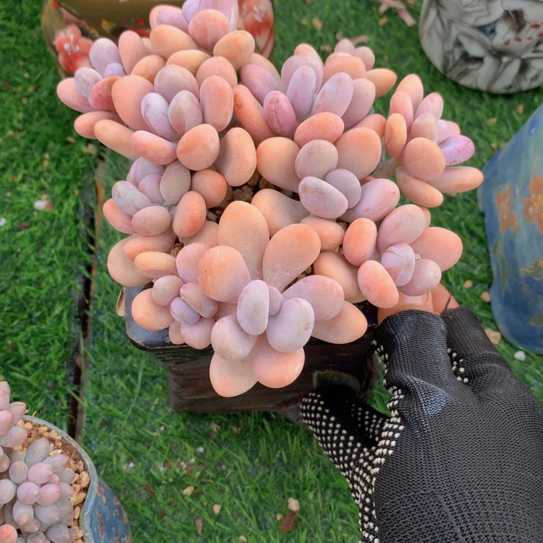 安*橙雪球拼15 公分一物一拍