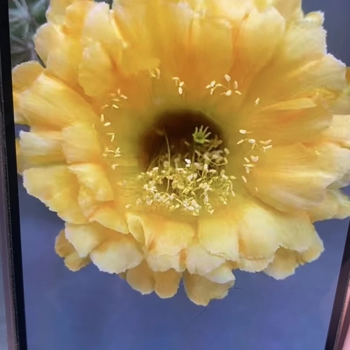 彩草黄花黑喉8公分左右