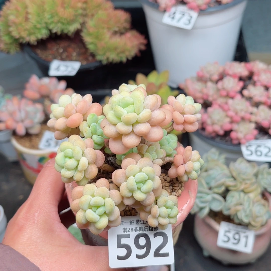 洛可可无盆土发货