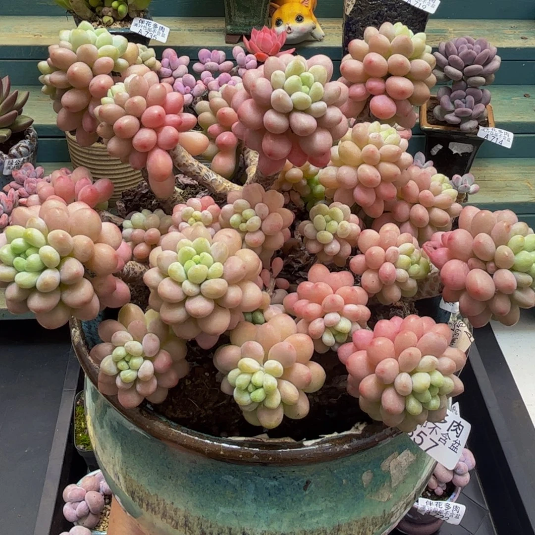 857鱼子酱20cm多肉