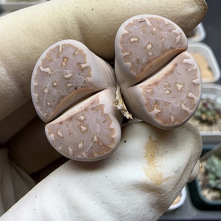 846豹纹饼干福利福利
