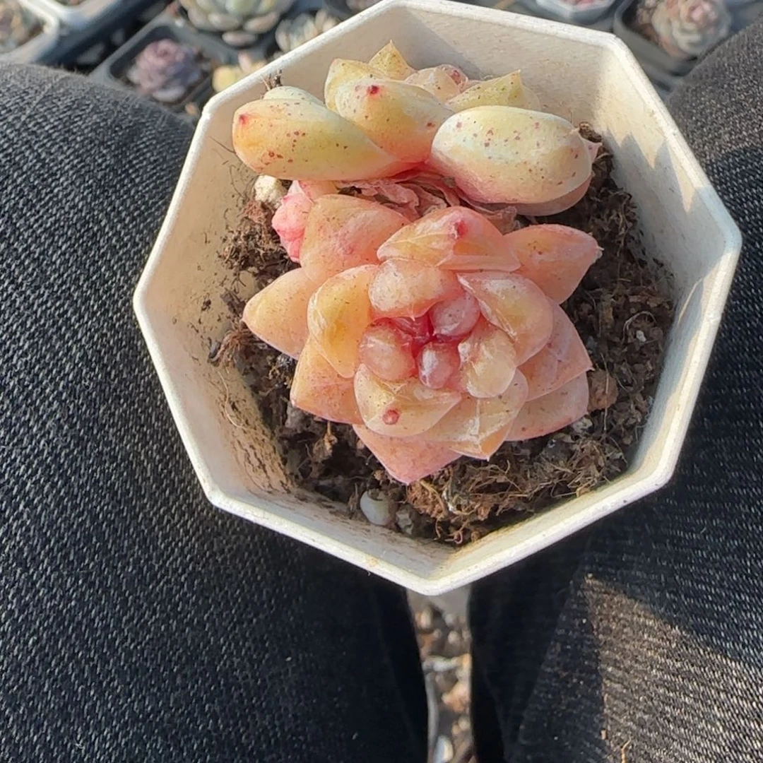 多肉小卡拉米糖心一物一拍