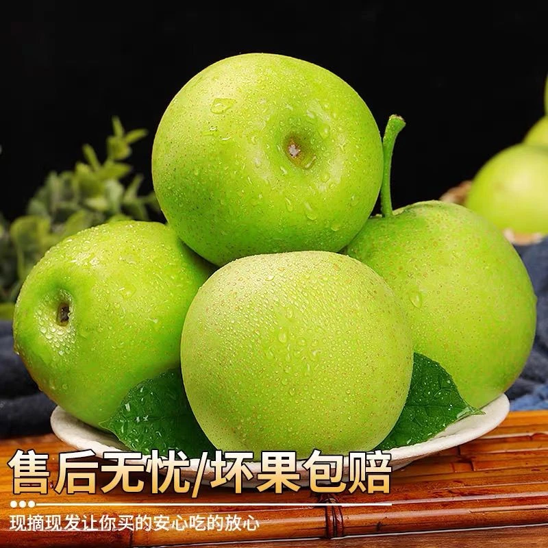 正宗砀山青皮皇冠梨翠冠梨新鲜水果现摘现发脆甜多汁 5斤/9斤装
