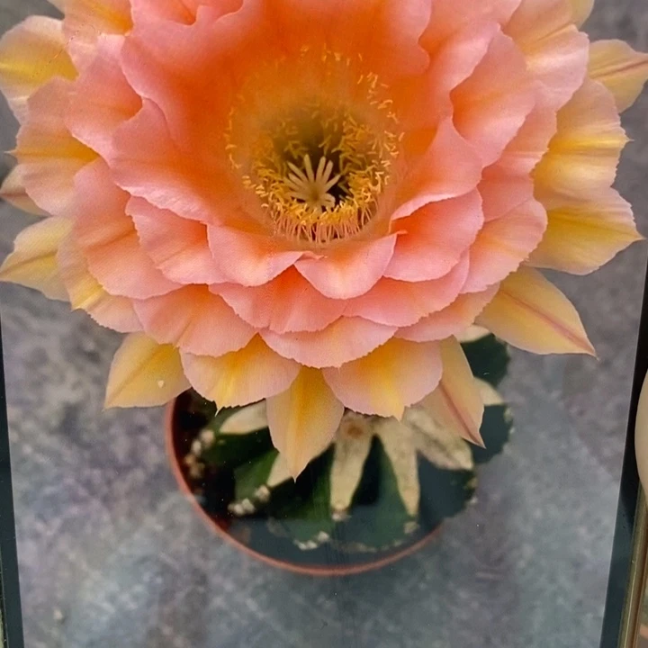 彩草梦幻侧芽3.5公分左右