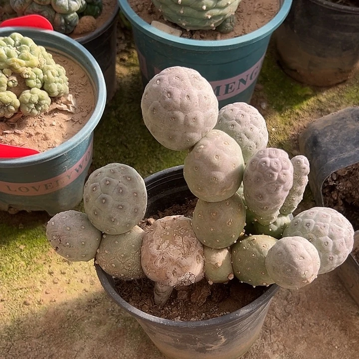 2268号习自野16侧芽